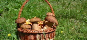Zdjęcie przedstawia kosz z grzybami