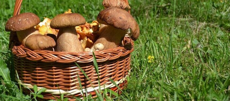 Obrazek przedstawia kosz wiklinowy z grzybami