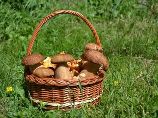 Zdjęcie przedstawia kosz z grzybami