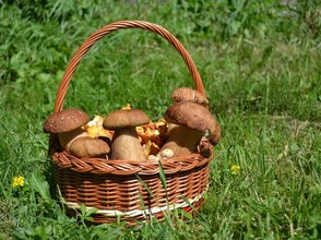 Zdjęcie przedstawia kosz z grzybami