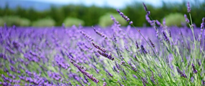 Obrazek przedstawia plantację lawendy