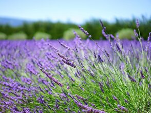 Obrazek przedstawia plantację lawendy