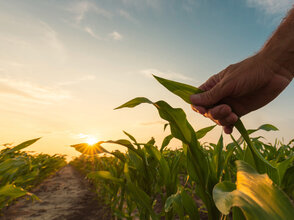 Obrazek przedstawia dłoń na polu kukurydzy