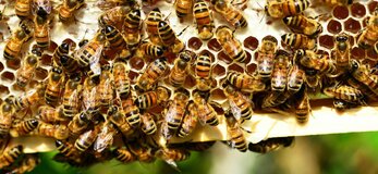 Obrazek przedstawia pszczoły.