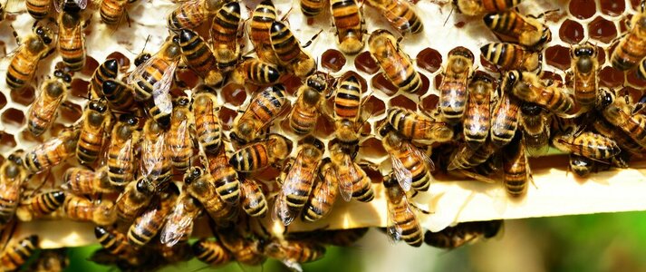 Obrazek przedstawia pszczoły.