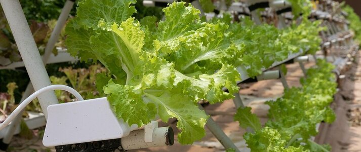 Obrazek przedstawia sałatę w uprawie wertykalnej.