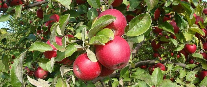 Zdjęcie przedstawia jabłoń