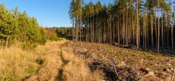 Widok lasu i kawałek pola.
