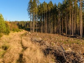 Widok lasu i kawałek pola.