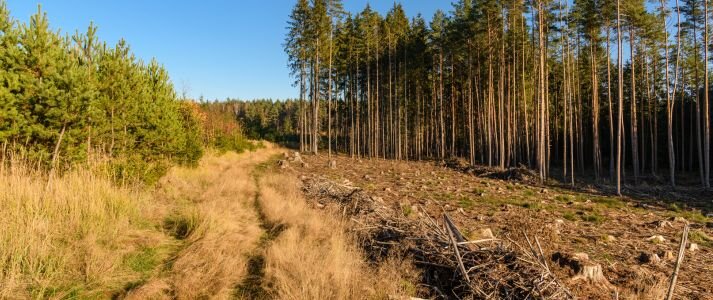 Widok lasu i kawałek pola.