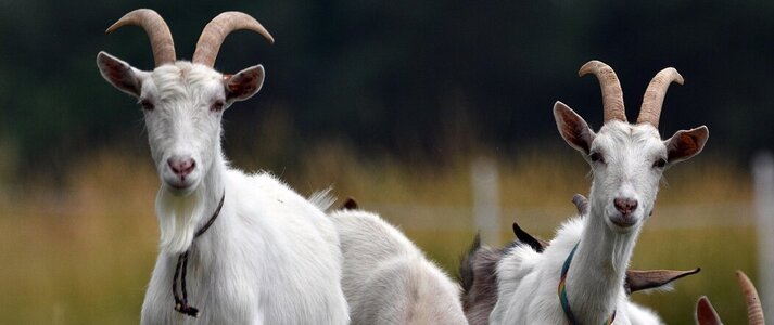 Zdjęcie przedstawia kozy na polu