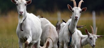 Zdjęcie przedstawia kozy na polu