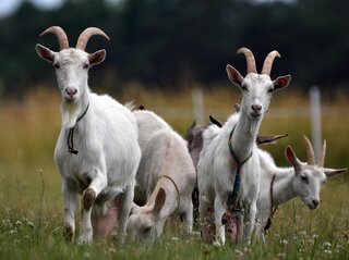 Zdjęcie przedstawia kozy na polu