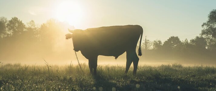 Obrazek przedstawia buhaja na pastwisku.