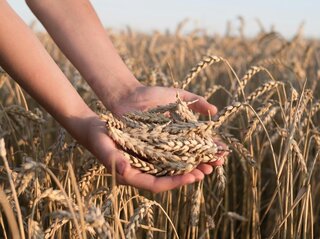 obrazek przedstawia dłonie trzymające zboże