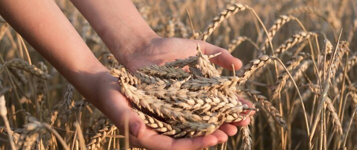 obrazek przedstawia dłonie trzymające zboże