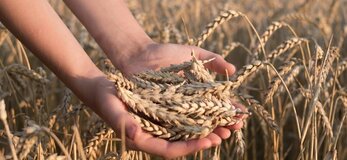 obrazek przedstawia dłonie trzymające zboże