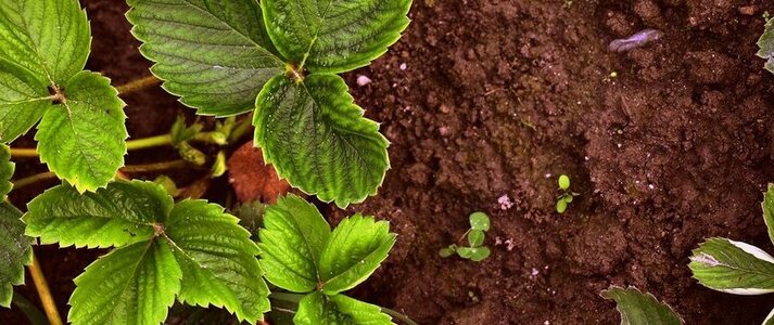Na obrazku widoczna sadzonka truskawki i gleba.