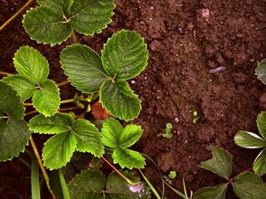Na obrazku widoczna sadzonka truskawki i gleba