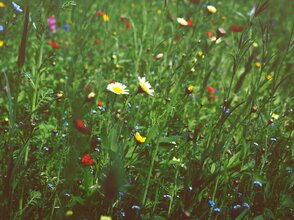 Obrazek przedstawia łąkę