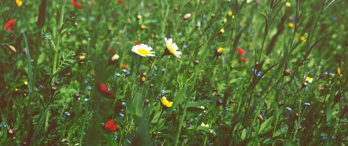 Obrazek przedstawia łąkę