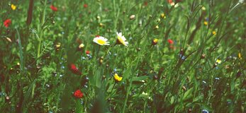 Obrazek przedstawia łąkę