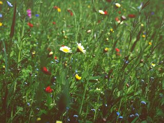 Obrazek przedstawia łąkę