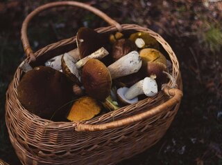 Zdjecie przedstawia grzyby w koszyku