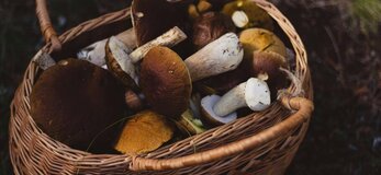 Zdjecie przedstawia grzyby w koszyku