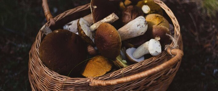 Zdjecie przedstawia grzyby w koszyku