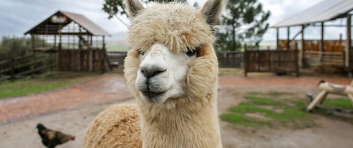 Obrazek przedstawia alpakę.