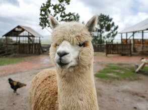 Obrazek przedstawia alpakę.