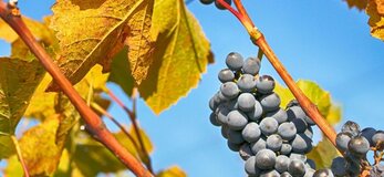 Winogrono wiszące na pnączu z przebarwionymi żótymi liśćmi