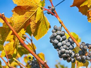Winogrono wiszące na pnączu z przebarwionymi żótymi liśćmi