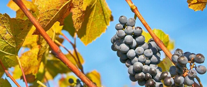 Winogrono wiszące na pnączu z przebarwionymi żótymi liśćmi