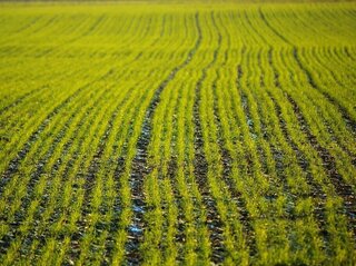 Zdjęcie przedstawia rośliny na polu.