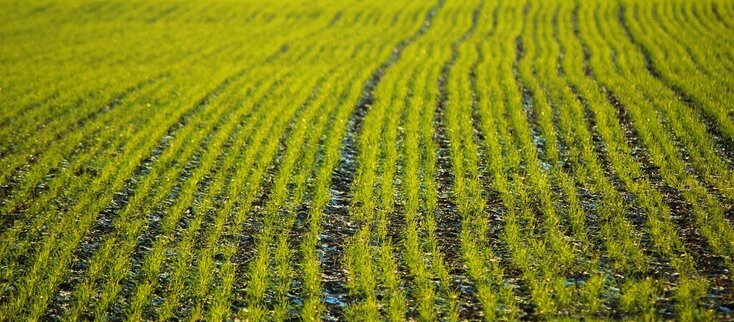 Zdjęcie przedstawia rośliny na polu.