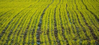 Zdjęcie przedstawia rośliny na polu.