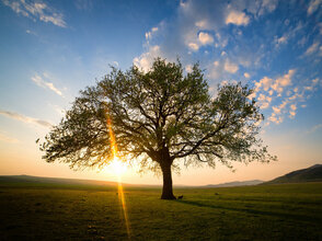 Lonely and old oak on meadow at sunset